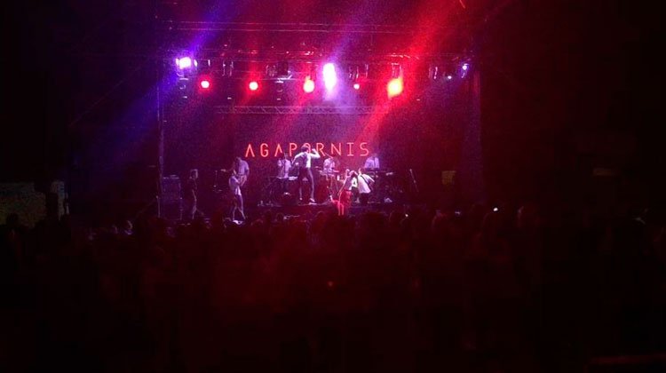 Agapornis contrataciones
